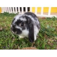 ราคา กระต่าย สายพันธุ์ Holland Lop แท้ (360797670)