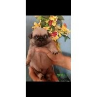 ราคา ปั๊กแท้ (360804552)