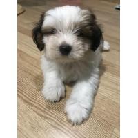 ราคา ลูกสุนัขพันธุ์ ชิสุ ผสม ชิวาว่า (360805213)