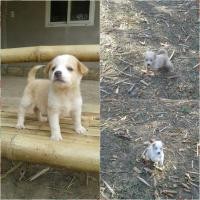 ราคา บีเกิ้ล+ไซบีเรี่ยน (360805575)