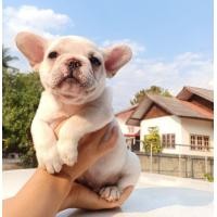 ราคา เฟร้นบลูด็อก (360802821)