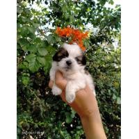 ราคา ชิสุพุดเดิ้ล (360801310)