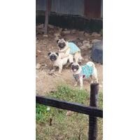 ราคา รับผสมหมาปั๊ก (360799116)