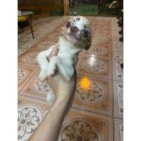 ราคา ชิวาว่าขนยาวสีเมอร์ ลดราคา (360799027)