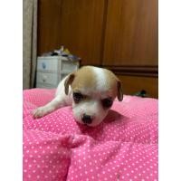 ราคา ลูกสุนัขชิวาวาขนสั้นเพศผู้พันธุ์แท้ (360796286)