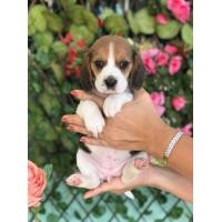 ราคา บีเกิ้ล (360795496)