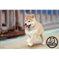 ราคา ชิบะ (360791929)
