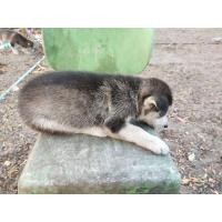 ราคา หมาไซบีเรียนผสม (360791497)