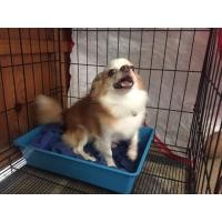 ราคา รับผสมพันธ์ ชิวาว่า ขนยาว 1200 (359111116)