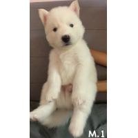 ราคา ไซบีเรียนฮัสกี้วูลลี่โค้ดสีขาว (360794997)