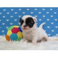 ราคา ชิวาวา เพศเมีย ขนยาว สีขาว-แฟนซีดำ ตัวเล็ก หน้าหวาน สุนัขบ้าน (รับประกันโรค) (360794320)