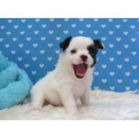 ราคา ชิวาวา เพศเมีย ขนยาว สีขาว-แฟนซีดำ อ้วนจ้ำม้ำน่ารักสุนัขบ้าน (รับประกันโรค) (360794322)