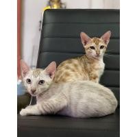 ราคา แมวเบงกอล (360744271)