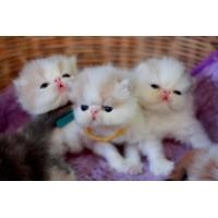 ราคา เปิดจองเปอเซียแท้หน้าบี้สวยๆค่ะ (360805915)