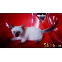ราคา (ลูกแมววิเชียรมาศ Siamese Cat) แมวมงคลไทยโบราณสายพันธุ์ไทยวิเชียรมาศ หรือแมวสยาม จดทะเบียนพาณิชย์ (360799571)