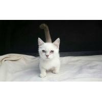 ราคา แมวมันช์กิ้น(Munchkin Cat) (360798908)
