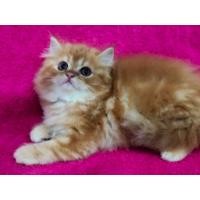 ราคา แมวเปอร์เซีย (360798068)