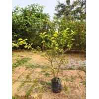 ราคา ต้นมะนาวแป้นรำไพ ดอกเยอะมาก (มือหนึ่ง) (360795707)