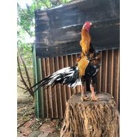 ราคา ไก่เหลืองหางขาว (360800931)