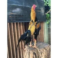 ราคา ไก่เหลืองหางขาว (360800889)