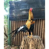 ราคา ไก่เหลืองหางขาว (360800876)
