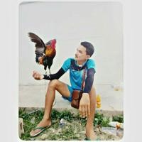 ราคา ขายไก่แจ้ ไก่ป่า (360799517)