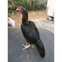 ราคา แม่ไก่เหลืองหางขาว (360800620)