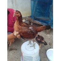 ราคา พม่าง่อน (360794449)