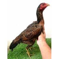 ราคา แบ่งไก่สาวพม่าม้าล่อสายตีหู เหลี่ยมดีแผลคม (360795558)