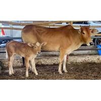 ราคา วัวแพ็คคู่ถูกๆแม่ลูกเมียลูกเล่มั่น (360806155)