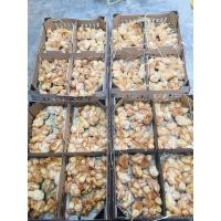 ราคา จำหน่ายลูกไก่ไข่เพศเมียล้วน (360795855)