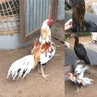 ราคา ขายไก่เหลืองหางขาวพร้อมตัวเมีย (360800744)