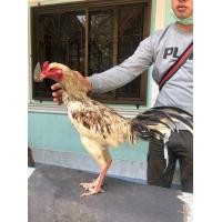 ราคา พม่าง่อน (360805406)