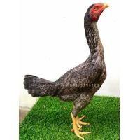 ราคา ไก่สาวพม่าม้าล่อแผลคม สายเยียร์ (360805340)