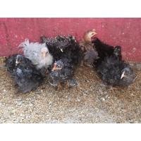 ราคา ขายลูกไก่มินิโคชินขนกลับ (360802536)