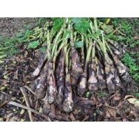 ราคา หน่อกล้วยน้ำว้า​ ไข่​ หอม (มือหนึ่ง) (356595499)