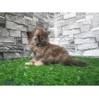 ราคา เปิดจองลูกแมวเปอร์เซียแท้ (360791034)