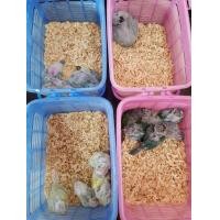 ราคา ลูกป้อนกรีนชีคหลายสีครับ (360787412)