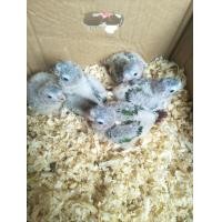 ราคา ลูกป้อนกรีนชีคเยลโลไซด์ ตัวละ1300 (360786676)
