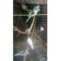 ราคา นกเขาใหญ่ด่าง (360786182)