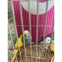 ราคา นกหงส์หยก (360781650)