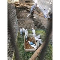 ราคา นกหงส์หยก (360779655)