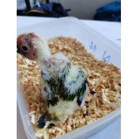 ราคา ลูกป้อนซันคอนัวร์ ย่อยดี โช้คเก่ง (360779499)