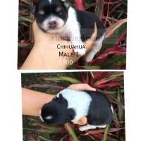 ราคา ชิวาวาขนสั้น (360790352)