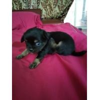 ราคา ชิวาว่า เพศผู้ ขนยาว (ด.ช.ไข่ตุ๋น) (360789230)