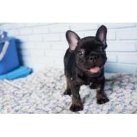 ราคา เฟร้นบลูด็อก (360788636)