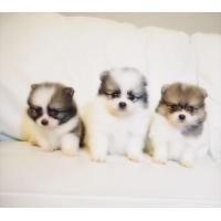 ราคา จำหน่ายลูกสุนัข Pomeranian ปอมเมอเรเนียร ปอมหน้าหมี (360788603)