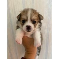 ราคา คอร์กี้ (360787943)