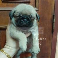 ราคา ลูกปั๊กเมีย (360787711)