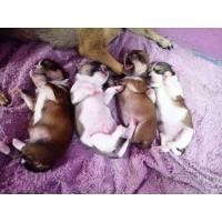 ราคา ชิวาวาขนสั้น (360787589)